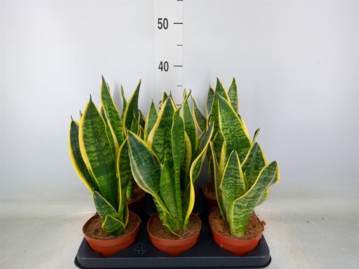 <h4>Sansevieria trifa. 'Futura Superba'</h4>