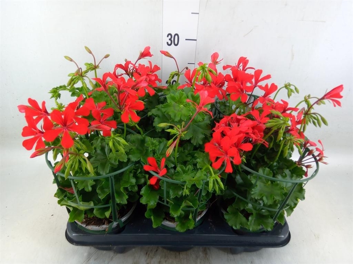 <h4>Geranium   ...</h4>