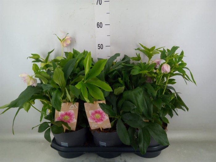 <h4>Helleborus ori.</h4>