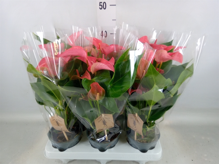 <h4>Anthurium  'FC Romantico'</h4>