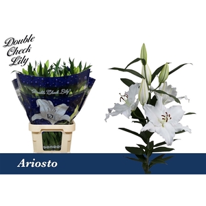 Li Or Ariosto 5+ Double Check