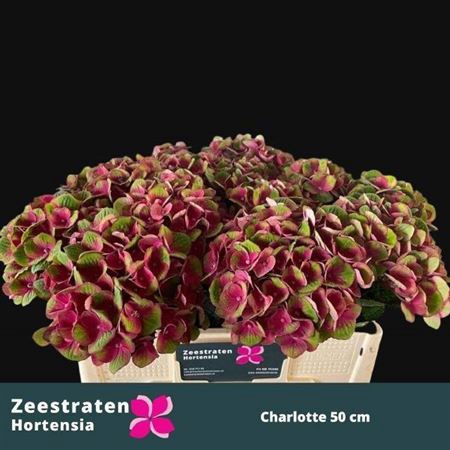 <h4>Hydr M Charlotte Red</h4>