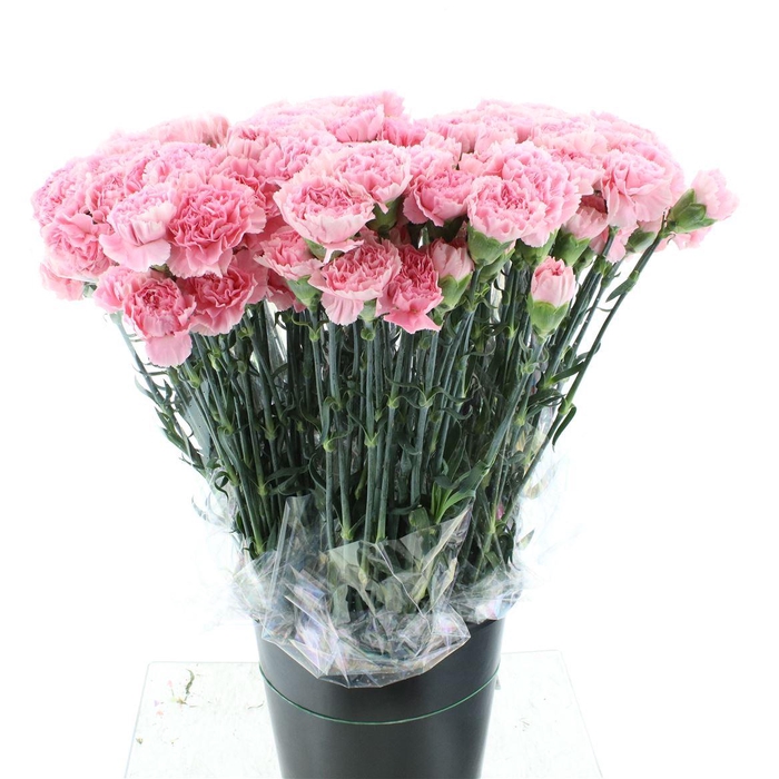 <h4>Di St Julia Pink</h4>