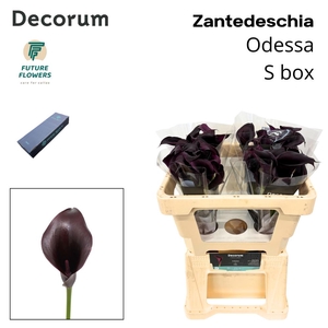 ZANT ODESSA SMALL BOX 50 CM 40 ST.