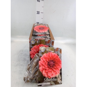 Dahlia   ...flowerbulbs