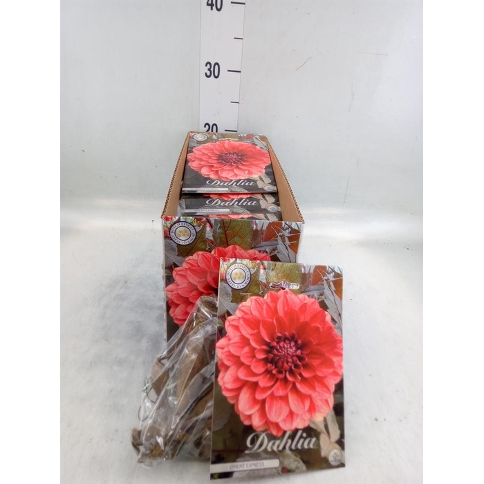 <h4>Dahlia   ...flowerbulbs</h4>