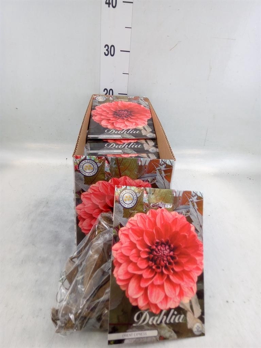 <h4>Dahlia   ...flowerbulbs</h4>