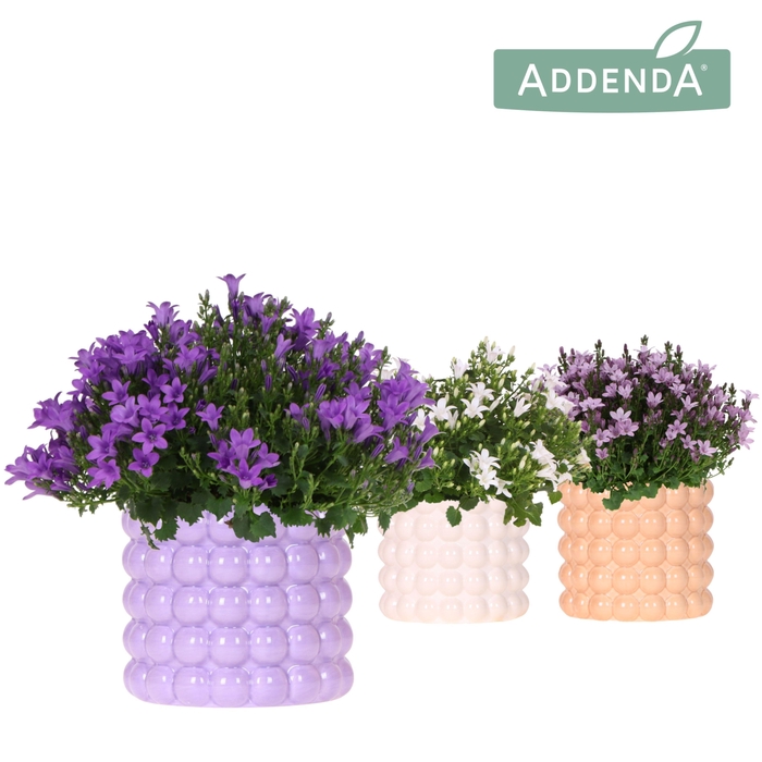 <h4>Campanula Addenda Ambella mix in Poppy pot mix</h4>