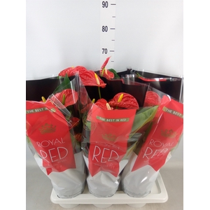 Anthurium andr. 'Madural'