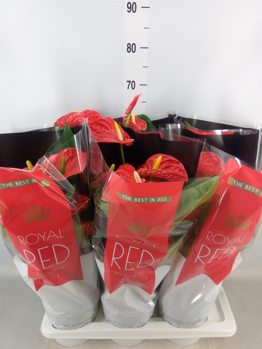 <h4>Anthurium andr. 'Madural'</h4>