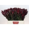 Leucadendron Saf Sunset Dark R.