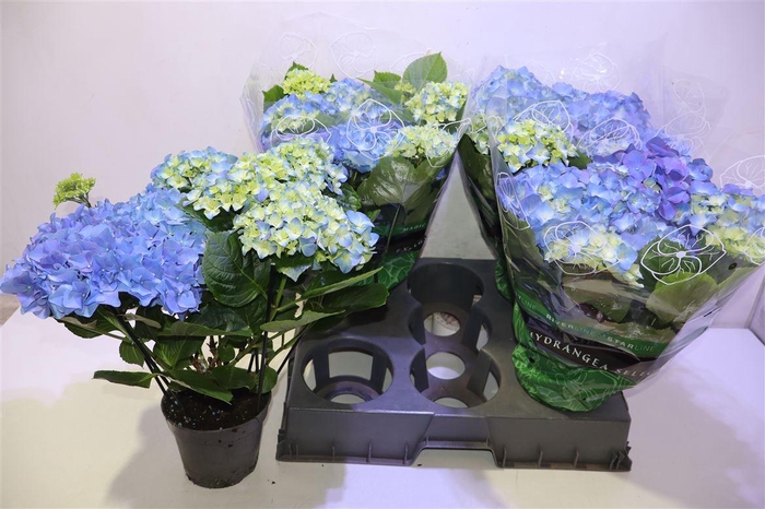 <h4>arr8 Hydr M Early Blue</h4>