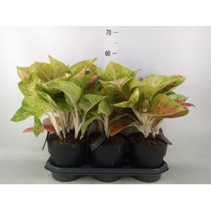 Aglaonema   ...