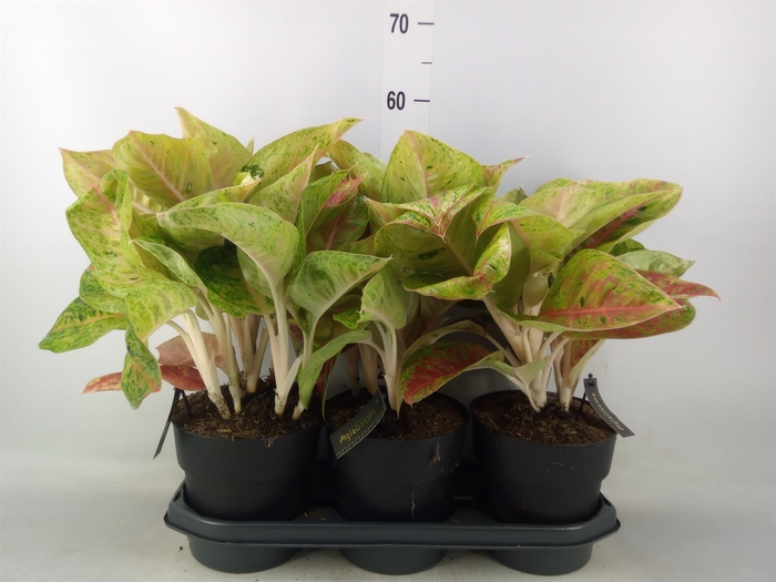 <h4>Aglaonema   ...</h4>