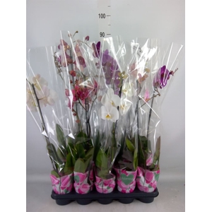 Phalaenopsis   ...mix  5