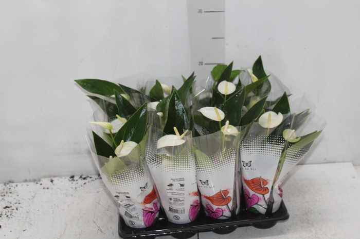 <h4>ANTHURIUM BRANCO P06</h4>