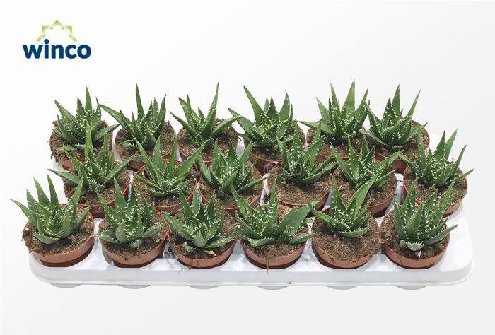 <h4>Aloe Mitriformis</h4>