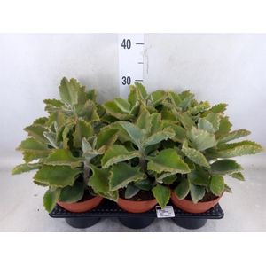 Kalanchoe NF   ...
