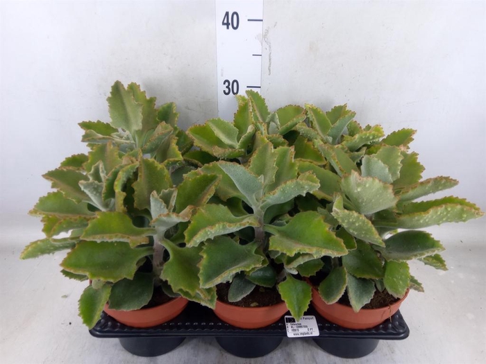 <h4>Kalanchoe NF   ...</h4>