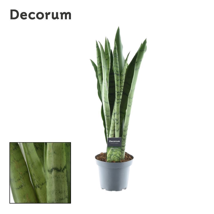 <h4>Sansevieria Spearmint (Decorum)</h4>