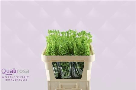 <h4>MOLUCCELLA STUK</h4>