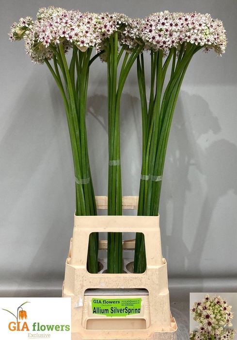 <h4>Allium Silverspring</h4>