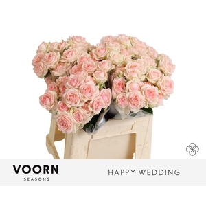 Rosa spray happy wedding