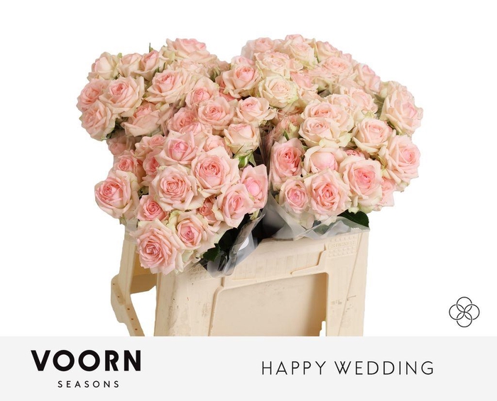 <h4>Rosa spray happy wedding</h4>