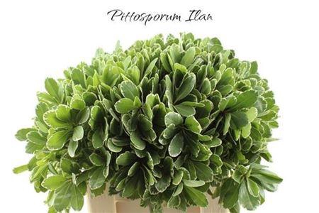 <h4>Pittosp To Ilan</h4>