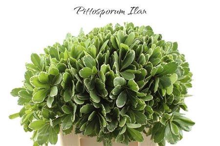 <h4>Pittosp To Ilan</h4>