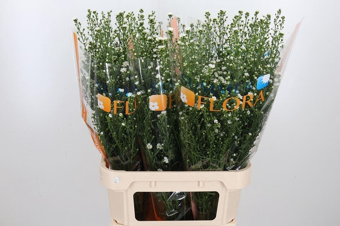 <h4>Ast U Paquita</h4>