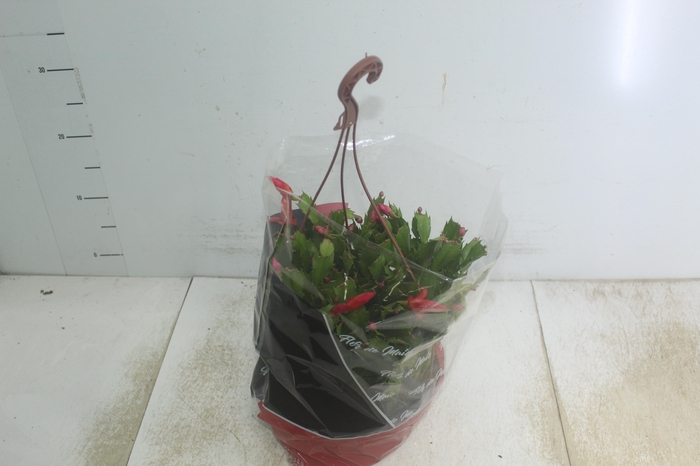 <h4>FLOR DE MAIO C21</h4>