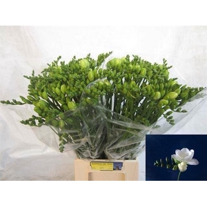 Freesia du Essence