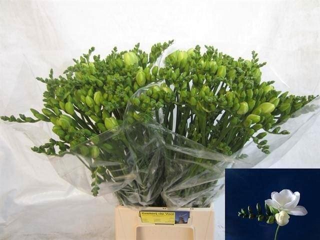 <h4>Freesia du Essence</h4>