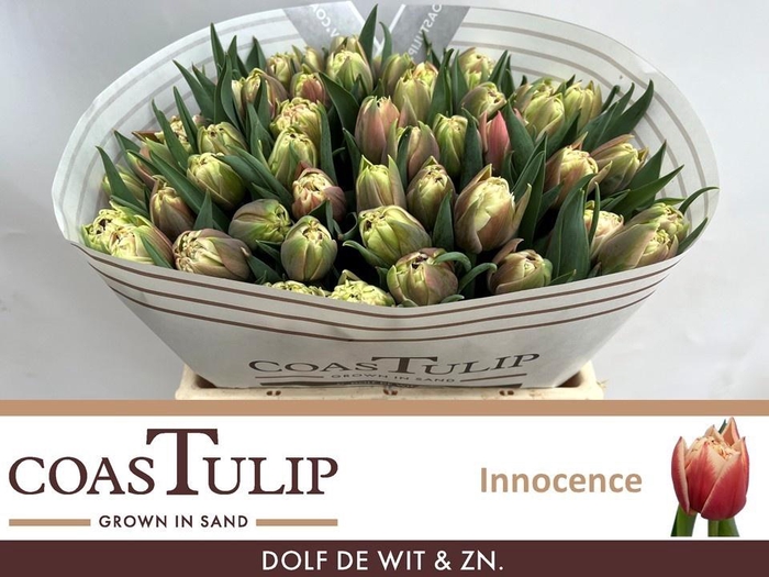 <h4>TU DU INNOCENCE</h4>