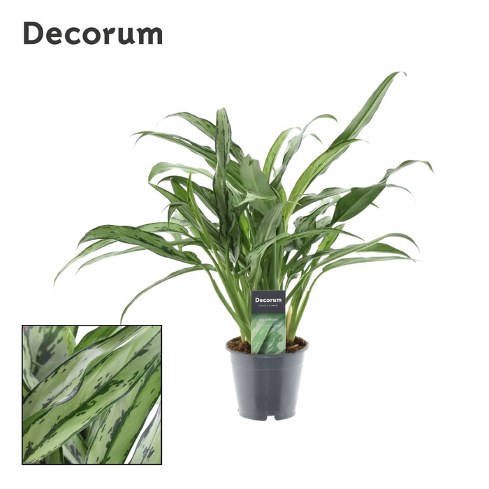 Aglaonema Cutlass (Decorum)