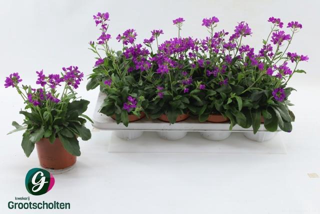 <h4>ARABIS C ROSEA</h4>