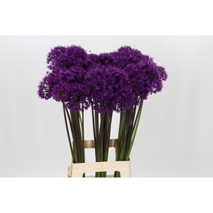 Allium Purple Sensation