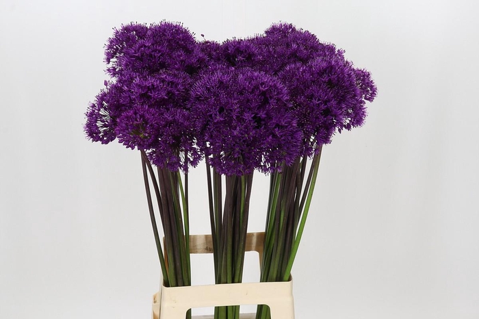 Allium Purple Sensation