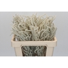 Amaranthus Yearming Desert