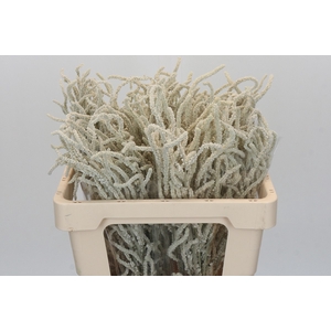 Amaranthus Yearming Desert