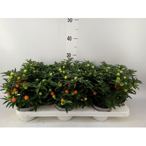 Solanum pseudocapsicum
