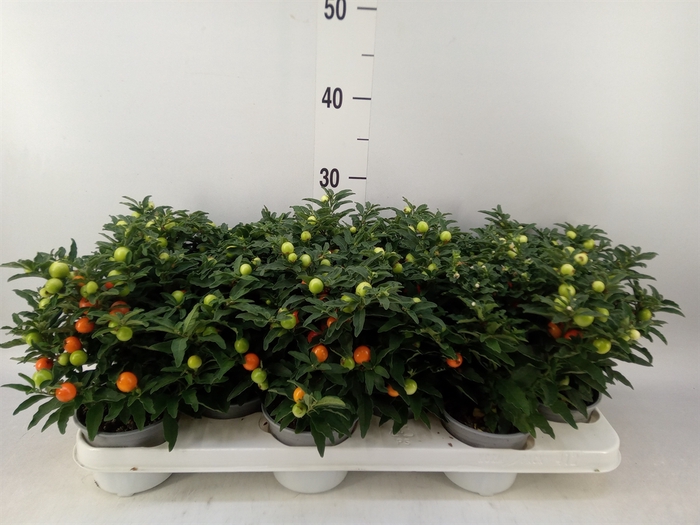 <h4>Solanum pseudocapsicum</h4>