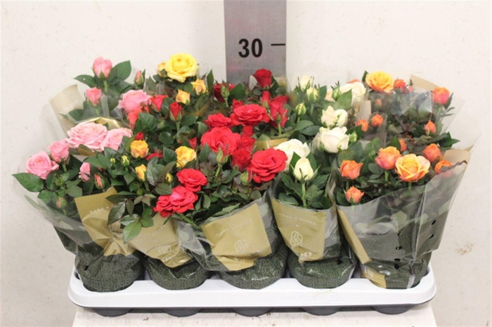 <h4>Rosa Kordana Grande gemengd</h4>