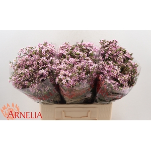 Chamelaucium Alouana