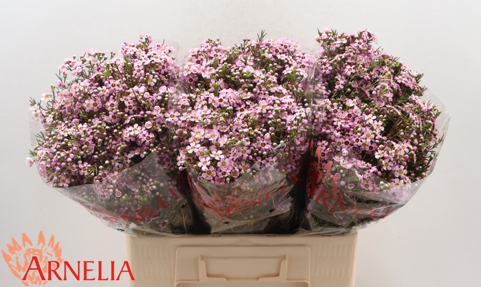 <h4>Chamelaucium Alouana</h4>