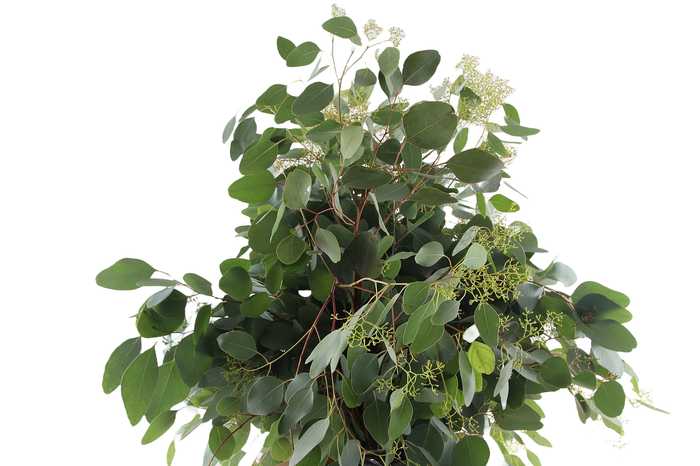 <h4>Populus Berry Long Extra</h4>