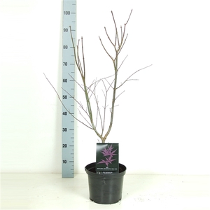 Acer palmatum 'Trompenburg' P23 Full CC