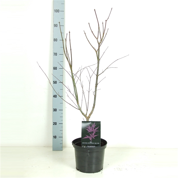 <h4>Acer palmatum 'Trompenburg' P23 Full CC</h4>