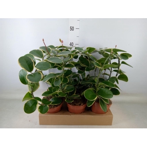 Hoya australis 'Blondie'